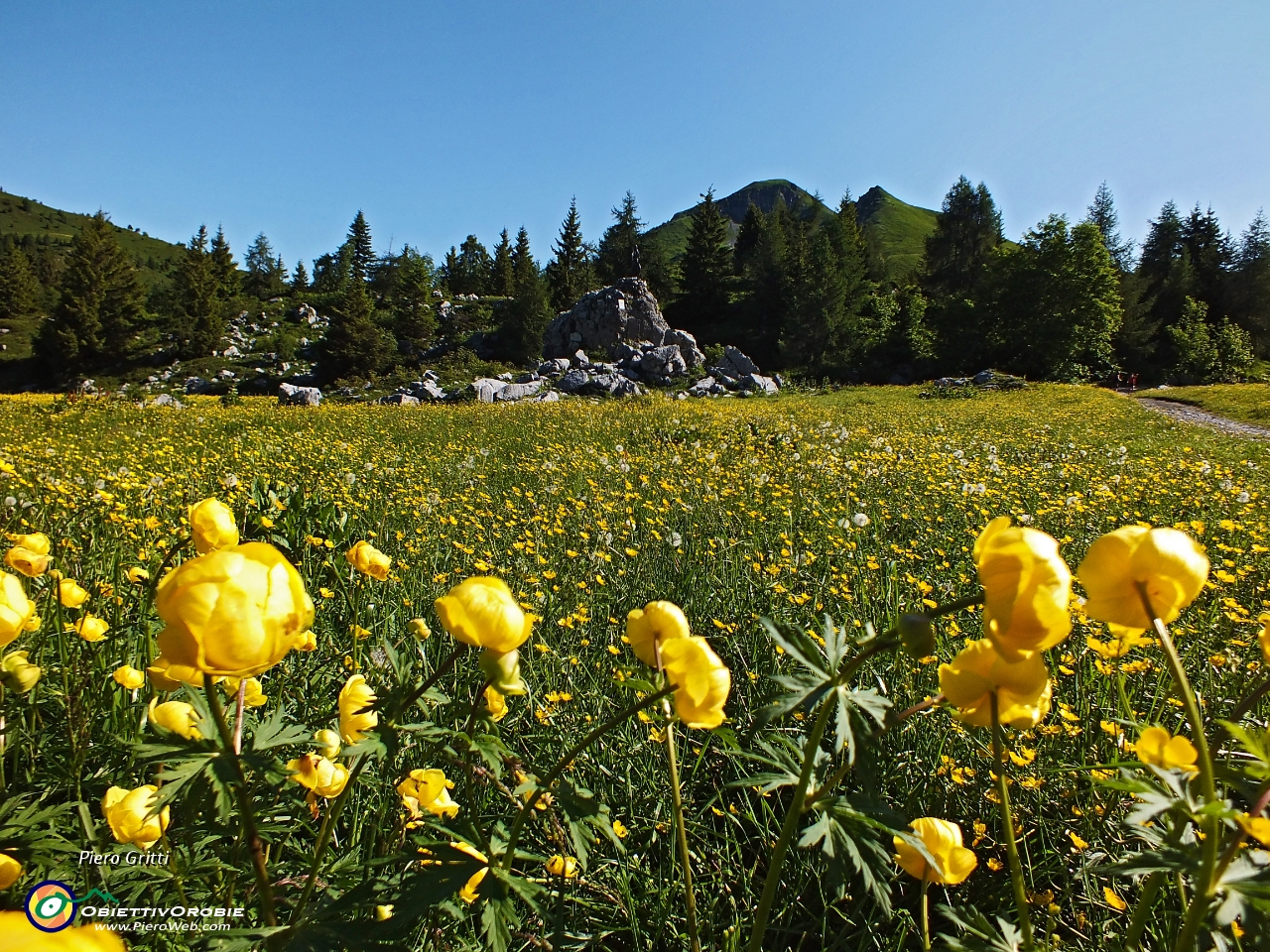 14 Estese fioriture di botton d'oro....JPG